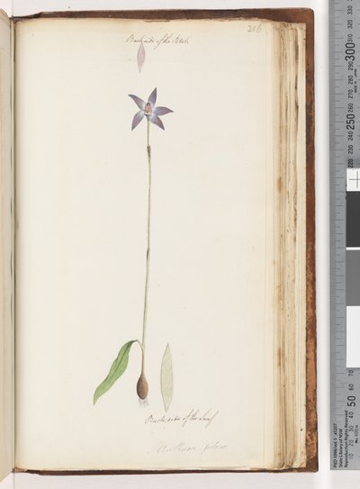 Page 206. Backside of the Petals. Backside of the Leaf. Arethusa pilosa / Wax Lip Orchid by Unknown artist