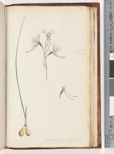 Diuris Elongata Saracty? (Purple Donkey Orchid) by Unknown