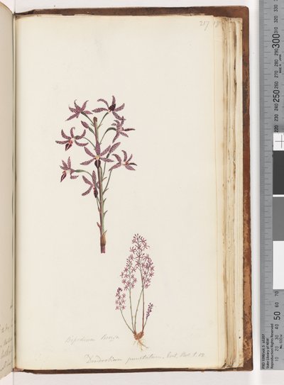Page 217. Dipodium Brown / Dendrobium punctatum. Exot. Bot. t. 12. Hyacinth Orchid by Unknown artist