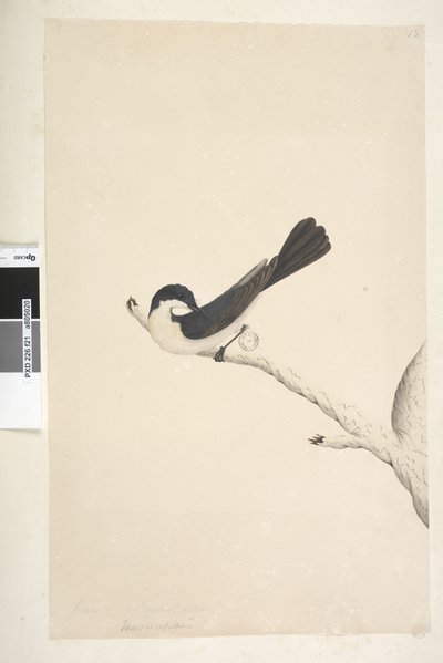 Restless Flycatcher, 1791-92 by Unknown artist