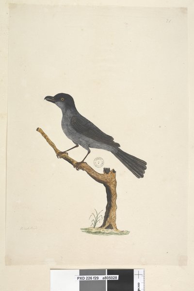 Blackbird by Unknown artist