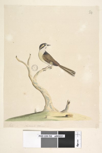 Unidentified Bird, 1791-92 by Unknown artist