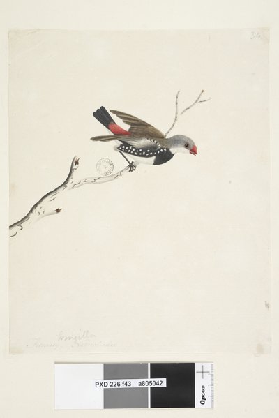 Diamond Firetail by Unknown artist