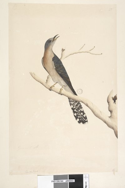 Fan-Tailed Cuckoo (detail) by Unknown artist