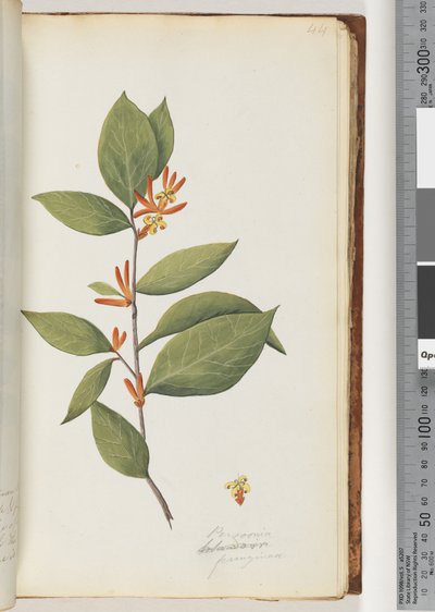 Page 44. Persoonia, Schraderia Ferruginea by Unknown artist