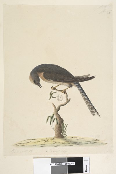 Fan-Tailed Cuckoo by Unknown artist