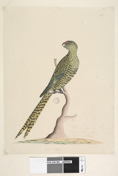 Ground Parrot, 1791-92 by Unknown artist