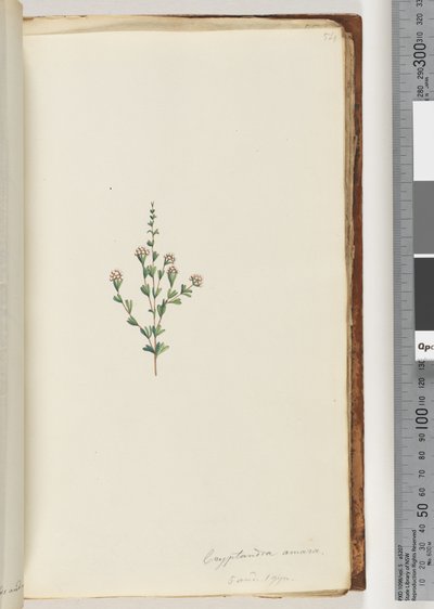 Cryptandra amara. Small leaf Cryptandra by Unknown artist
