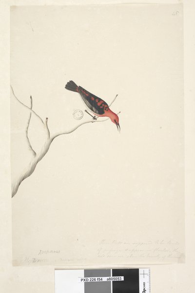 Page 54. Drepanis. Natural size These birds are supposed to be birds of passage & appear in flocks, the red does not show the beauty of the bird. Scarlet Honeyeater Myzomela sanguinolent by Unknown artist