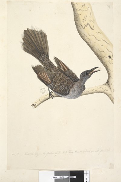 Page 58. Octr. Natural size, the feathers of the neck head breast & back are all pointed Brush Wattle, Bird Anthochaera chrysoptera, 1791-92 by Unknown artist