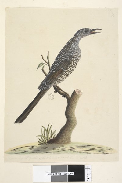 Brush Wattle Bird, 1791-92 by Unknown artist