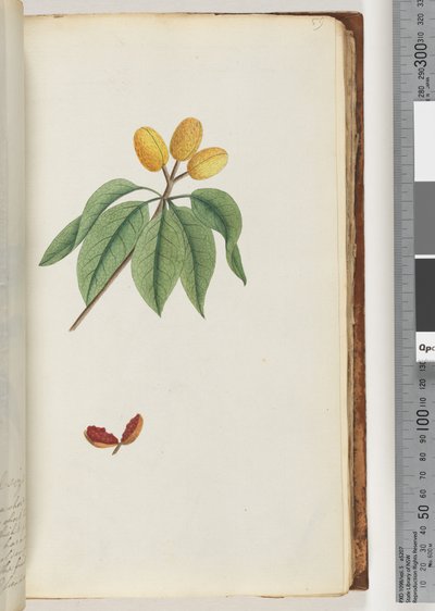 Page 59. Pilospermum Mapon by Unknown artist