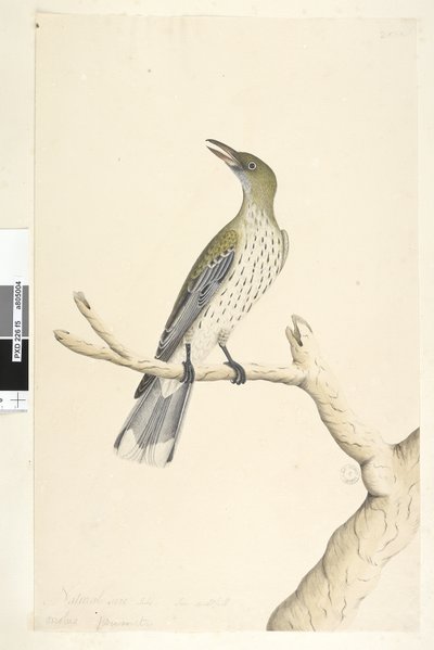 Natural Size Olive-Backed Oriole by Unknown artist