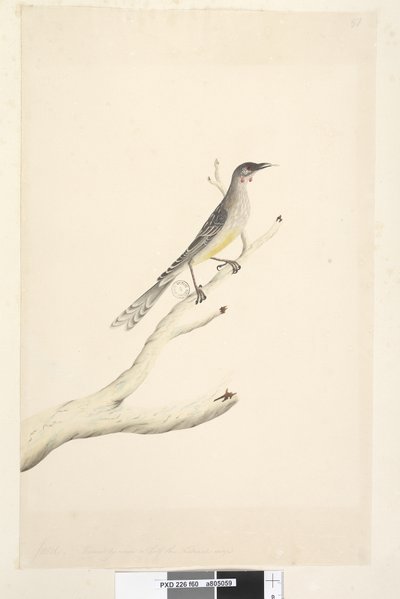 Red Wattlebird by Unknown artist