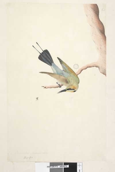 Page 73. Merops. above title in different hand November. Natural size Rainbow Bird Merops ornatus, 1791-92 by Unknown artist