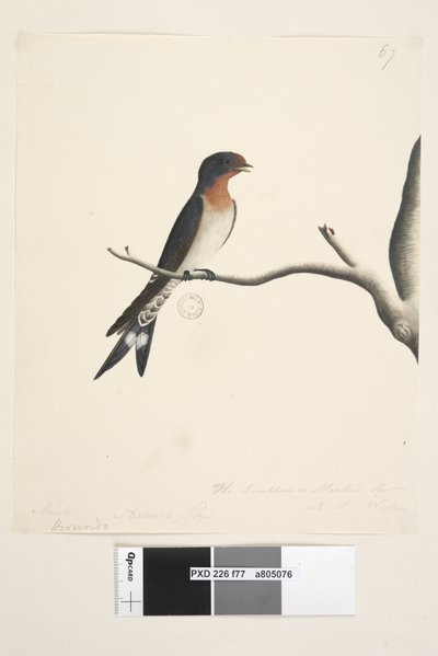 Page 77. Hirundo. March. Natural Size. The Swallow or Martin of N.S. Wales. Welcome Swallow Hirundo neoxena by Unknown artist