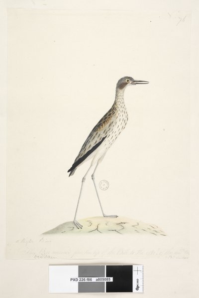 Southern Stone Curlew, 1791-92 by Unknown artist