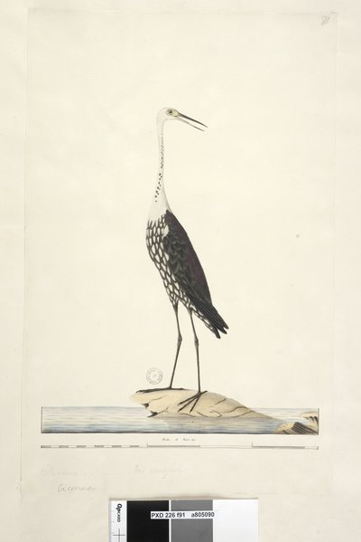 White-Necked Heron by Unknown artist