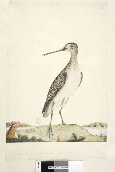 Page 92. Scolopax. December. Natural size, iris doubtful Japanese Snipe Gallinago hardwicki by Unknown artist
