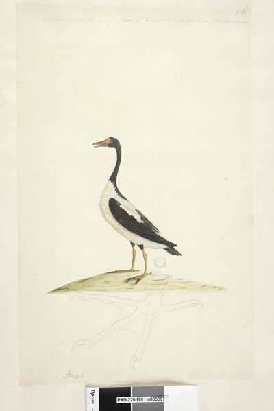 Page 98. Anas. Along Upper Edge in Different Hand This Bird is About the Size of a Goose. Below is an Outline of the Foot Drawn the Natural Size Pied Goose Anseranas semipalmata by Unknown artist
