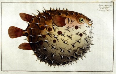 Porcupine fish after Marc Elieser Bloch Ichtyologie Paris - Berlin - London 1787. by Unknown artist