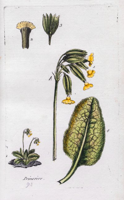 Primrose by Unknown artist