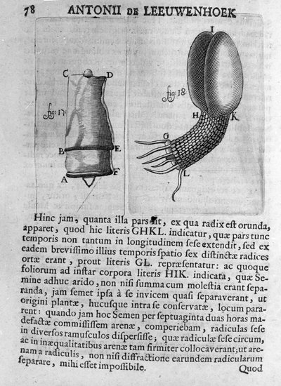 Representation of a fruit tree seed. Study of the Dutch trader and naturalist Antoine van Leeuwenhoek (1632-1723). Engraving from 