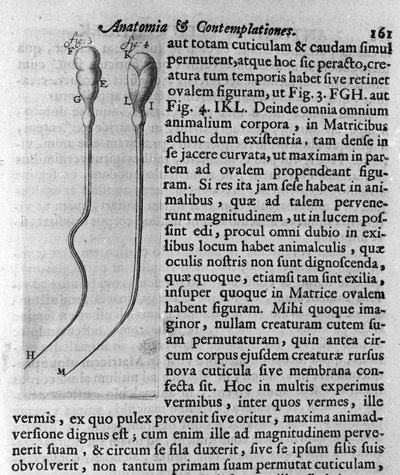 Representation of dog spermatozoa. Description made by Dutch trader and scientist Antoine van Leeuwenhoek (1632-1723). Engraving from 