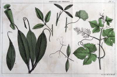 Stipules and tendrils: in “Flora Françoise, or a brief description of all the plants that grow naturally in France, arranged according to a new method of analysis to which the quotation of their least equivocal virtues in medicine and their usefulness in t by Unknown artist