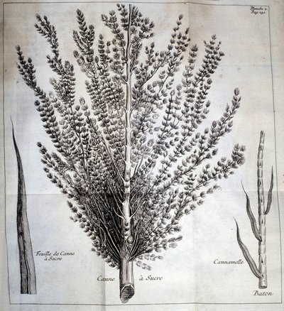Sugar cane with leaf and stick - In 