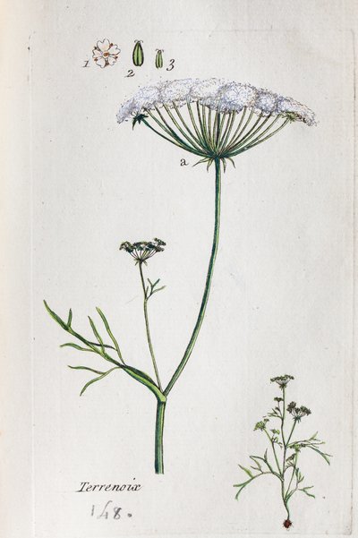 Terrenoix by Unknown artist