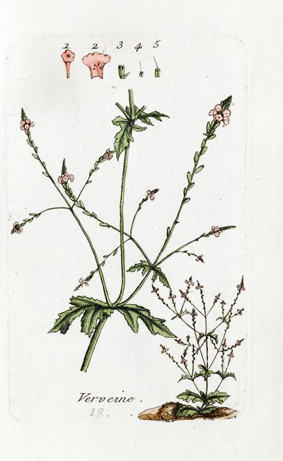 Verbena by Unknown artist
