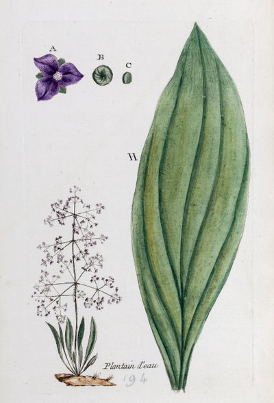 Water Plantain by Unknown artist