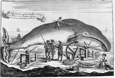 Whaling: ashore, sperm whale is cleaned (detached engraving from a book from the beginning of the 18th century) by Unknown artist