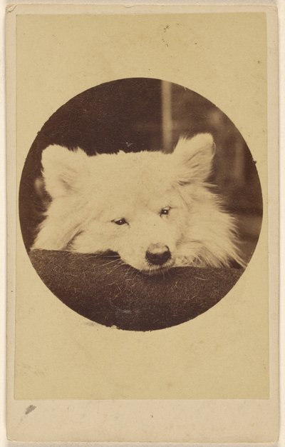 White Dog with Its Chin on a Cushion by Unknown artist