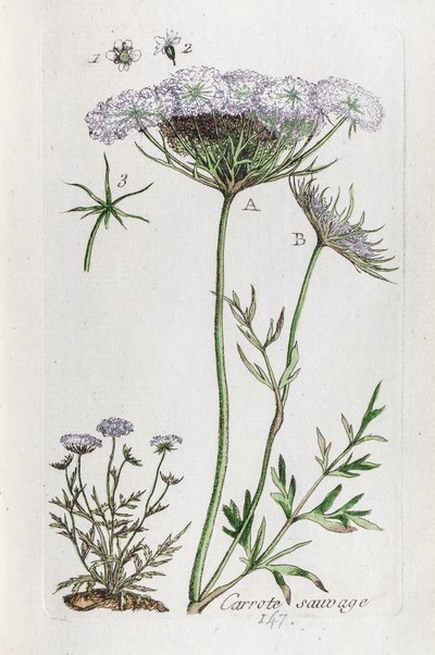 Wild Carrot by Unknown artist