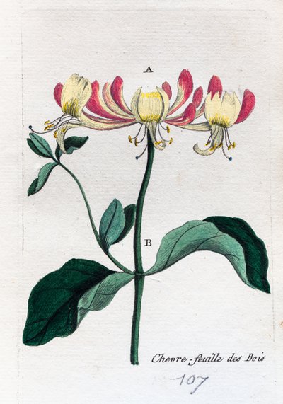 Wild Honeysuckle by Unknown artist