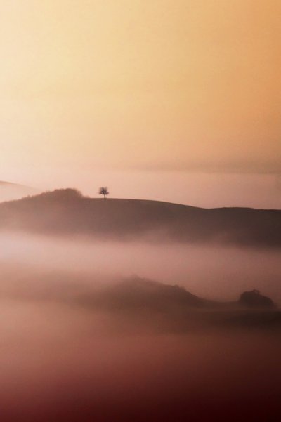 Lone Tree Golden Mist by Vanja Tajnsek