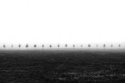Misty Field Trees by Vanja Tajnsek