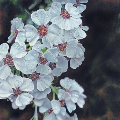 Dew Kissed White Flowers by Viccy Wanliss