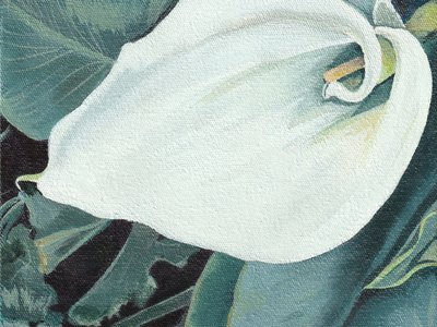 Elegant Calla Lily Bloom by Viccy Wanliss