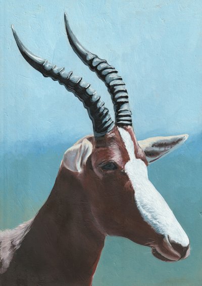 Majestic Blesbok Portrait by Viccy Wanliss