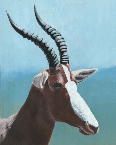 Majestic Blesbok Portrait by Viccy Wanliss