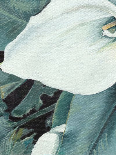 White Calla Lily Bloom by Viccy Wanliss