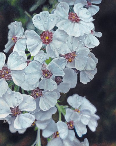 White Flowers Dewdrops by Viccy Wanliss