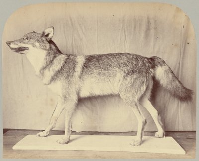 Pl. XII. European Wolf by Victor Prevost, Gaston L. Feuardent and Co., New York