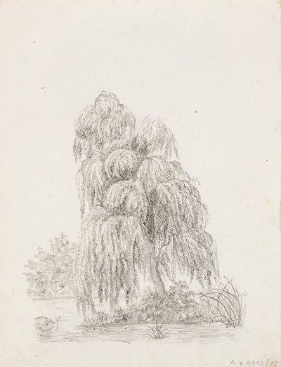 Broad-Leaved Tree by Victoria Åberg