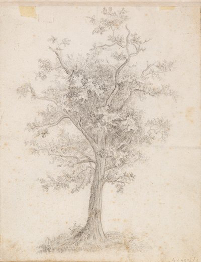 Broad-Leaved Tree by Victoria Åberg