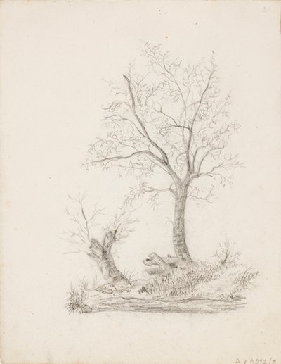 Trees by Victoria Åberg