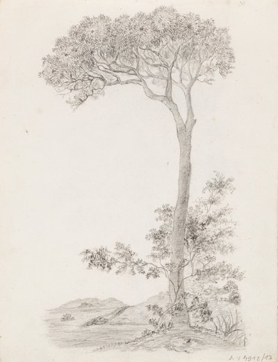Trees by Victoria Åberg
